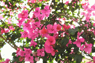 Purple bouganvilleas in a garden
