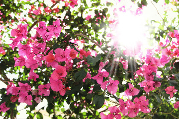 Purple bouganvilleas in a garden