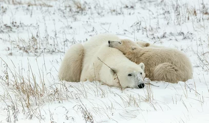 Papier Peint photo Lavable Ours polaire Polar she-bear with cubs. A Polar she-bear with two small bear cubs on the snow.