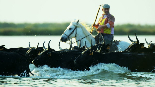 Cowboy Camargue bull animal wild horse rider sea France 