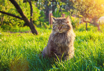 Naklejka na ściany i meble Cute siberian cat relaxing on the grass