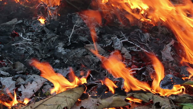 Burning leaves