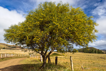 Acacia tree (Acacia Caven), Easter Island (Rapa Nui), Chile