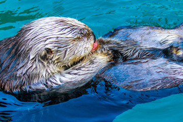Sea Otter