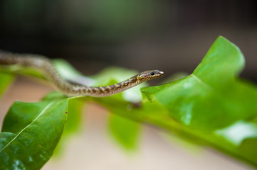 Snake on the leaf