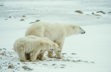 Obraz na płótnie Canvas Polar she-bear with cubs. A Polar she-bear with two small bear cubs on the snow.