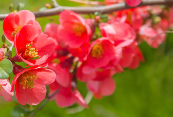 Obraz premium Obstblüten - Frühling