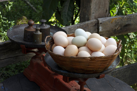 Fresh egg farm