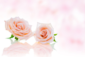 バラの花　ピンク