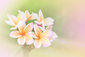 Obraz na płótnie Canvas Plumeria flower with soft colorful background
