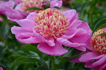Blooming pink peony flowers in the garden 