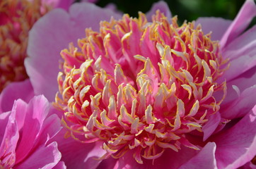 Pink peony flower in the garden 