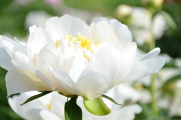 Blooming white peony flower in the garden 