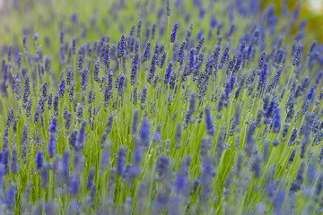 particular field of lavender with bee