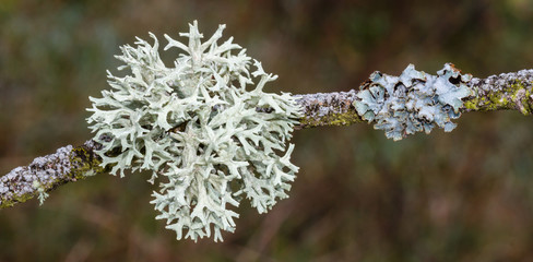 L&iacute;quenes sobre rama de &aacute;rbol.
