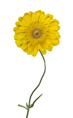 isolated gold bloom on thin stem