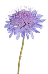 blue isolated Field Scabious flower