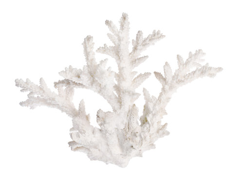isolated white color coral branch