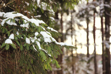 Winter spruce. Snow covered fir branch. Cold winter