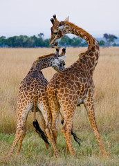 Two male giraffes fighting each other in the savannah. Kenya. Tanzania. East Africa. An excellent illustration.