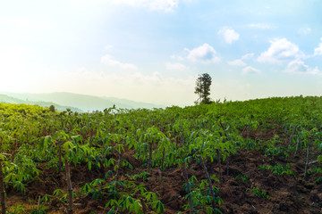 Obraz premium The Lonely Tree