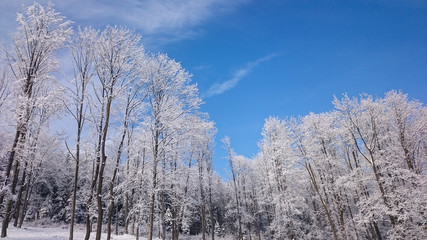 Winter trees in mountains covered with fresh snow