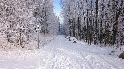Obraz premium rural road into the forest