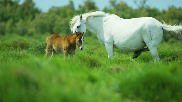 France Camargue animal horse wildlife grey livestock travel
