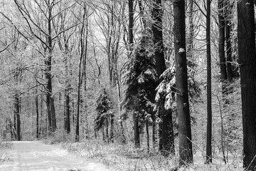 Forest in winter