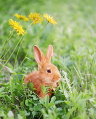 Obraz premium rabbit outdoor