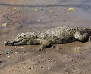Sacred crocodile, Burkina Faso