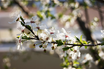 The tree is in bloom