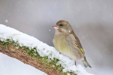Greenfinch in winter
