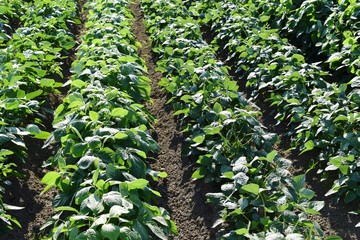 大豆畑／山形県鶴岡市で、大豆畑の風景を撮影した写真です。