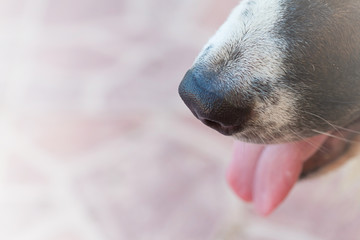 dog nose