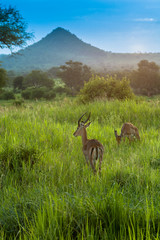 Antelope,Serengeti park