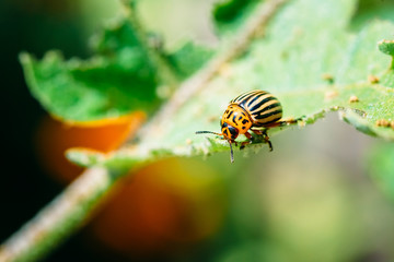 Colorado Potato Striped Beetle - Leptinotarsa Decemlineata Is A 