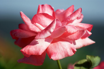 Lush rose