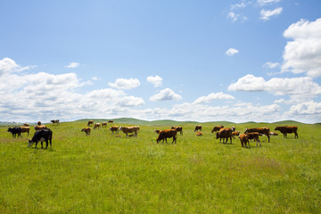 Fototapeta na wymiar Cattle grazing in an open field
