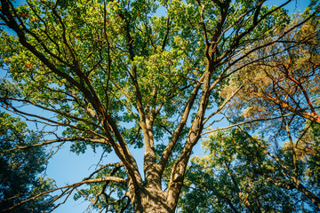 Canopy Of Tall Oak Tree. Sunny Deciduous Forest