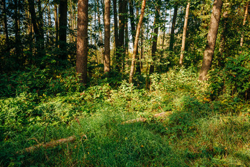 Summer Sunny Forest Trees. Nature, Woods in Sunlight