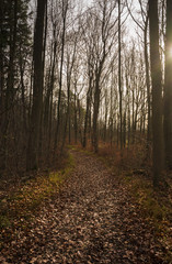 Obraz premium Waldweg im Herbst