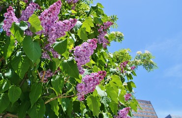 札幌大通公園のライラック