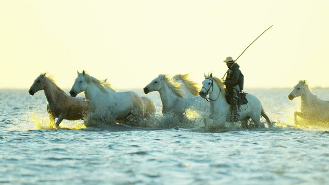 France Camargue horses running rider cowboy water 