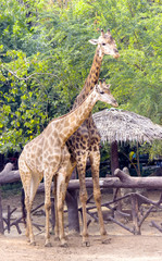 Obraz na płótnie Canvas Young giraffes at Dusit zoo. Bangkok, Thailand