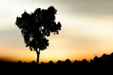 Fototapeta na wymiar Tree silhouette Sunset background