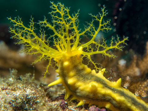 yellow sea cucumber
