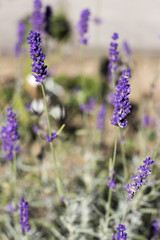 Naklejka premium Blumenbeet mit Lavendel