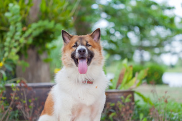 Thai dog