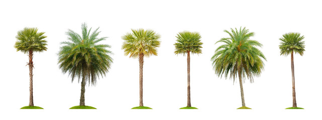 Six palmier à bétel isolé sur blanc